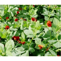 Nasiona Łust głąbigroszek szkarłatny szt.5 Nxx572