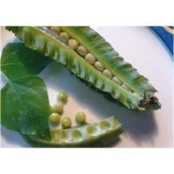 Nasiona Łust głąbigroszek szkarłatny szt.5 Nxx572