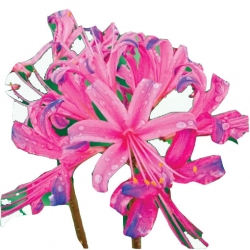 Nasiona Lykoris Pajęcza lilia różowa szt.2 N459