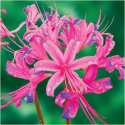 Nasiona Lykoris Pajęcza lilia różowa szt.2 Nxx459