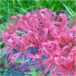 Nasiona Lykoris Pajęcza lilia różowa szt.2 Nxx459