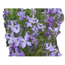 Nasiona Maciejka długopłatkowa szt.15 N442