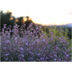 Nasiona Maciejka długopłatkowa szt.15 Nxx442