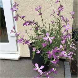 Nasiona Maciejka długopłatkowa szt.15 Nxx442