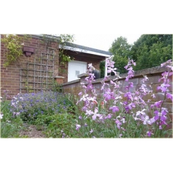 Nasiona Maciejka długopłatkowa szt.15 Nxx442