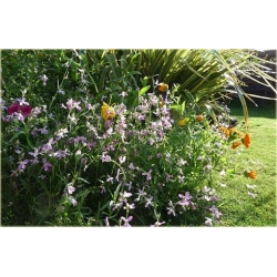 Nasiona Maciejka długopłatkowa szt.15 Nxx442