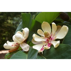 Nasiona Magnolia pospolita szt.3 Nxx690