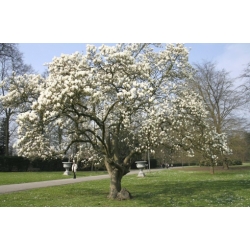 Nasiona Magnolia pospolita szt.3 Nxx690