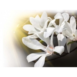 Nasiona Magnolia pospolita szt.3 Nxx690