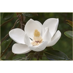 Nasiona Magnolia pośrednia biała szt.3 Nxx636