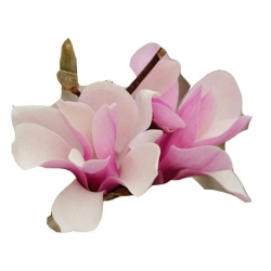 Nasiona Magnolia biało-różowa szt.3 N634