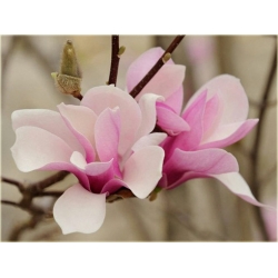 Nasiona Magnolia biało-różowa szt.3 Nxx634