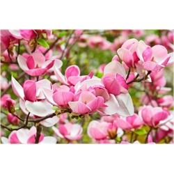 Nasiona Magnolia biało-różowa szt.3 Nxx634