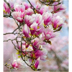 Nasiona Magnolia biało-różowa szt.3 Nxx634