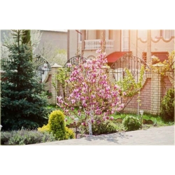 Nasiona Magnolia biało-różowa szt.3 Nxx634