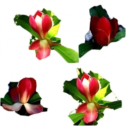 Nasiona Magnolia czerwona szt.3 N637