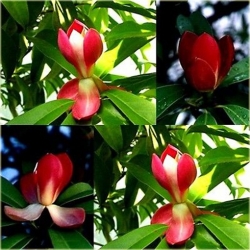 Nasiona Magnolia czerwona szt.3 Nxx637