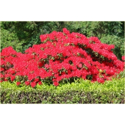 Nasiona Magnolia czerwona szt.3 Nxx637