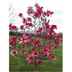Nasiona Magnolia czerwona szt.3 Nxx637