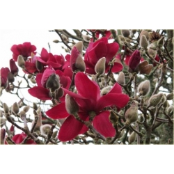 Nasiona Magnolia czerwona szt.3 Nxx637