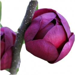 Nasiona Magnolia pośrednia fioletowa szt.3 N635