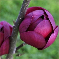 Nasiona Magnolia pośrednia fioletowa szt.3 Nxx635