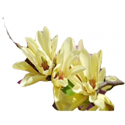 Nasiona Magnolia pośrednia żółta szt.3 N633