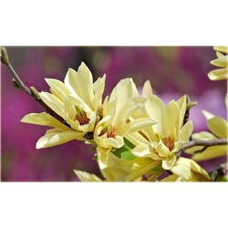 Nasiona Magnolia pośrednia żółta szt.3 Nxx633