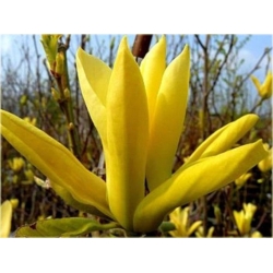 Nasiona Magnolia pośrednia żółta szt.3 Nxx633