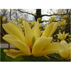 Nasiona Magnolia pośrednia żółta szt.3 Nxx633