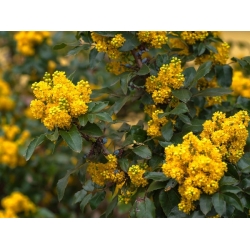 nasiona Mahonia ostrolistna Mahonia aquifolium szt5 Fore201