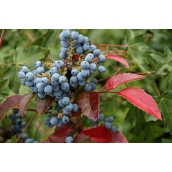 nasiona Mahonia ostrolistna Mahonia aquifolium szt5 Fore201