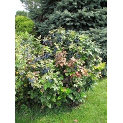 nasiona Mahonia ostrolistna Mahonia aquifolium szt5 Fore201