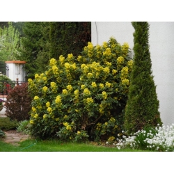 nasiona Mahonia ostrolistna Mahonia aquifolium szt5 Fore201