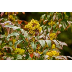 nasiona Mahonia ostrolistna Mahonia aquifolium szt5 Fore201