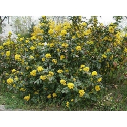 nasiona Mahonia ostrolistna Mahonia aquifolium szt5 Fore201