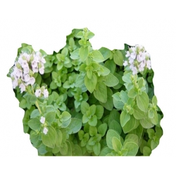 Nasiona Majeranek lebiodka szt.10 N502