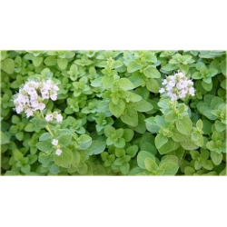 Nasiona Majeranek lebiodka szt.10 Nxx502