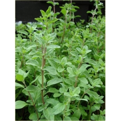 Nasiona Majeranek lebiodka szt.10 Nxx502