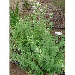 Nasiona Majeranek lebiodka szt.10 Nxx502