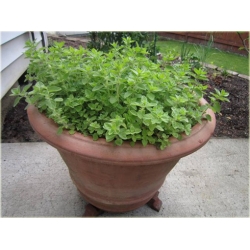 Nasiona Majeranek lebiodka szt.10 Nxx502