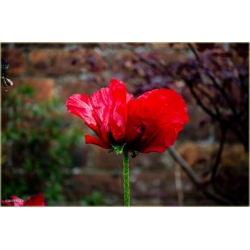 Nasiona Mak czerwony ogrodowy szt.5 Nxx561