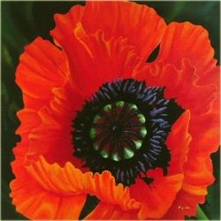 Nasiona Mak czerwony ogrodowy szt.5 Nxx561