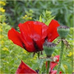 Nasiona Mak czerwony ogrodowy szt.5 Nxx561