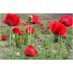 Nasiona Mak czerwony ogrodowy szt.5 Nxx561