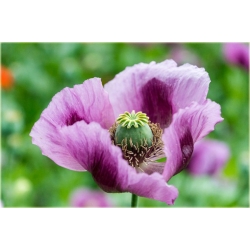 Nasiona Mak fioletowy ogrodowy szt. Nxx563