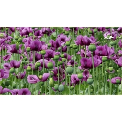 Nasiona Mak fioletowy ogrodowy szt. Nxx563