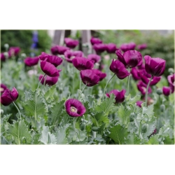 Nasiona Mak fioletowy ogrodowy szt. Nxx563