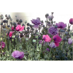 Nasiona Mak fioletowy ogrodowy szt. Nxx563