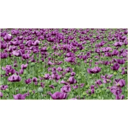 Nasiona Mak fioletowy ogrodowy szt. Nxx563